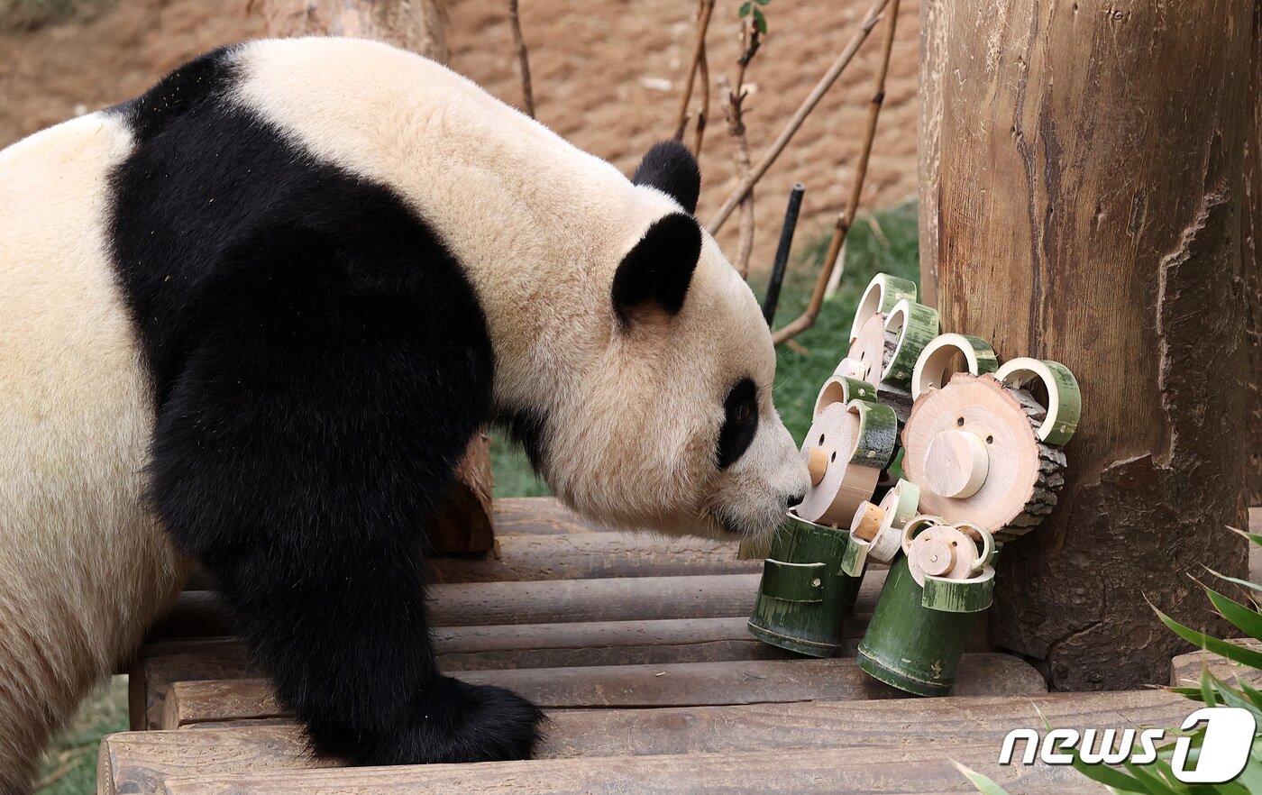 본문 이미지 - 자이언트 판다 '푸바오'가 관람객들을 만나는 마지막 날인 3일 오전 경기 용인시 에버랜드 판다월드에서 푸바오가 대나무 인형을 살펴보고 있다. 2024.3.3/뉴스1 ⓒ News1 사진공동취재단