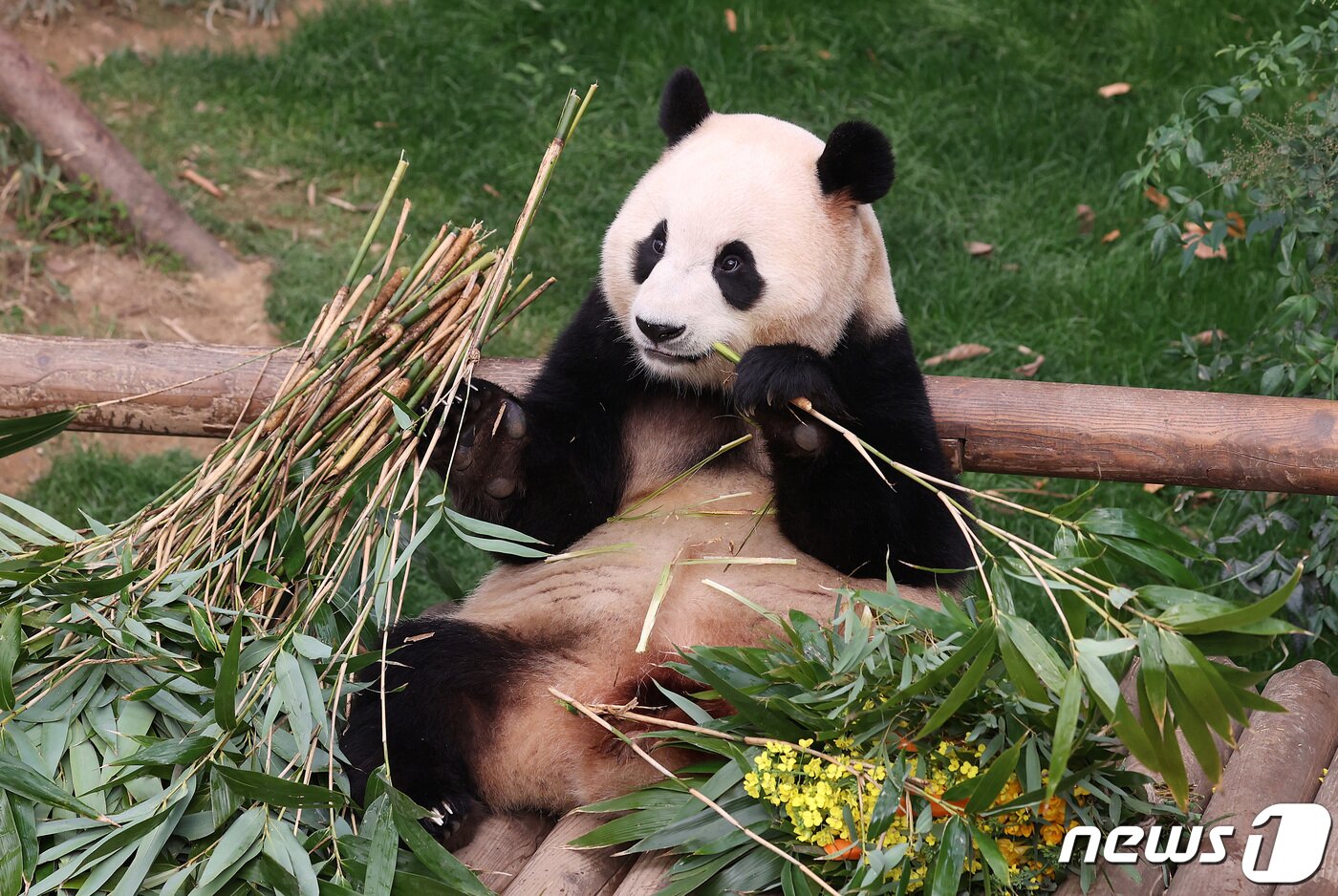 본문 이미지 - 자이언트 판다 &#39;푸바오&#39;가 관람객들을 만나는 마지막 날인 3일 오전 경기 용인시 에버랜드 판다월드에서 푸바오가 대나무를 먹고 있다. 2024.3.3/뉴스1 ⓒ News1 사진공동취재단
