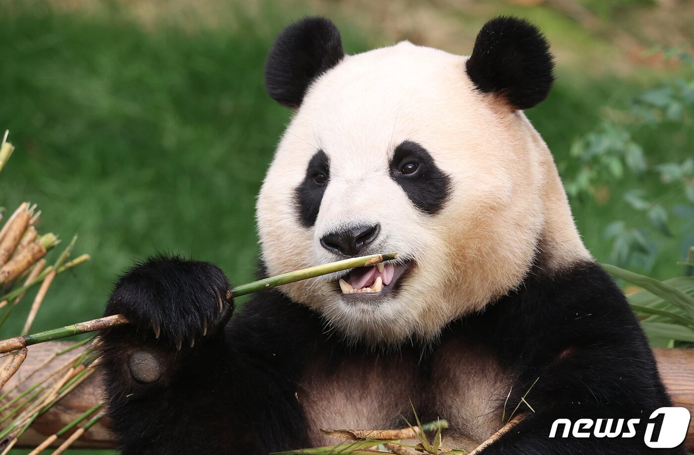 본문 이미지 - 자이언트 판다 '푸바오'가 관람객들을 만나는 마지막 날인 3일 오전 경기 용인시 에버랜드 판다월드에서 푸바오가 대나무를 먹고 있다. 2024.3.3/뉴스1 ⓒ News1 사진공동취재단