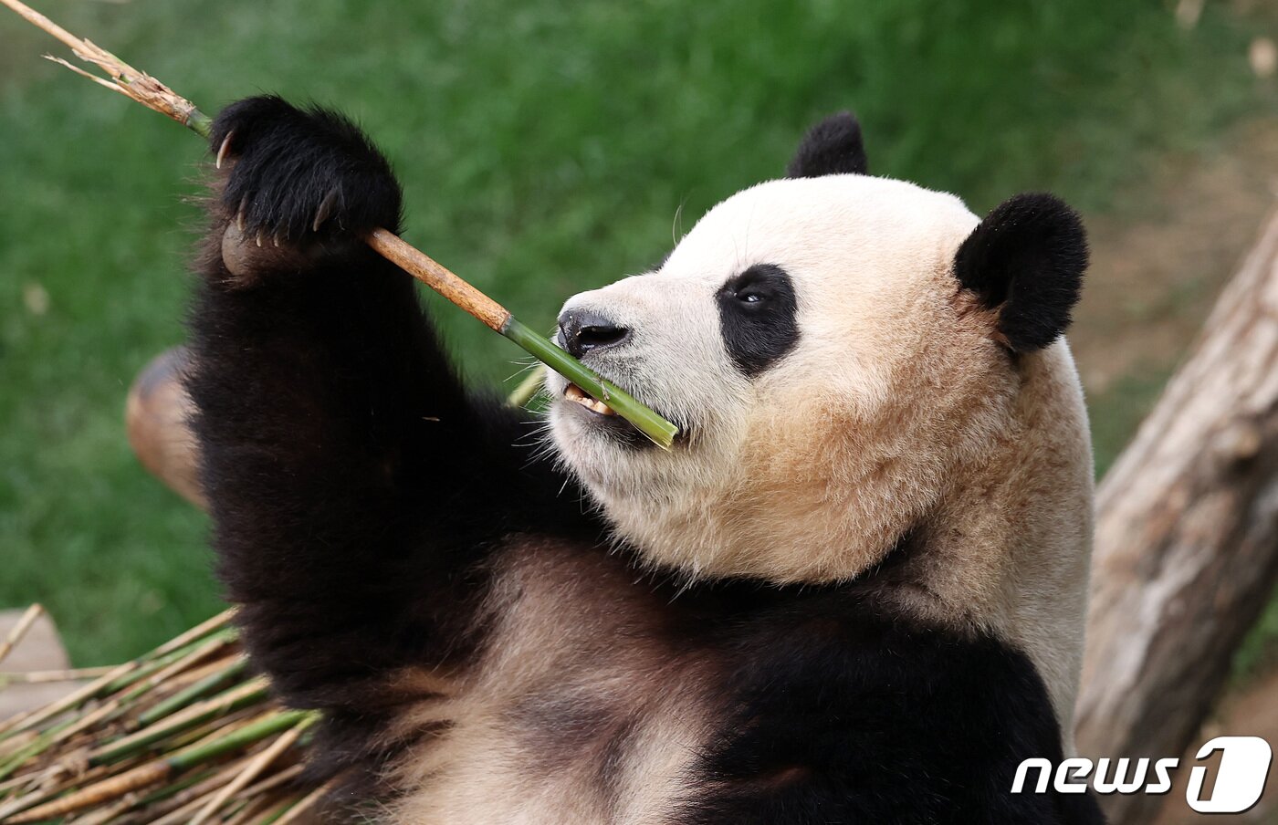 본문 이미지 - 자이언트 판다 '푸바오'가 관람객들을 만나는 마지막 날인 3일 오전 경기 용인시 에버랜드 판다월드에서 푸바오가 대나무를 먹고 있다. 2024.3.3/뉴스1 ⓒ News1 사진공동취재단