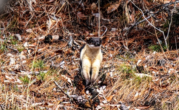 국립공원 지정 앞둔 금정산서 멸종위기종 '담비' 포착