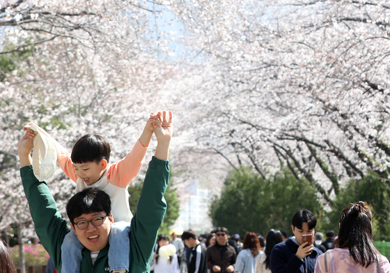 '국내 대표 벚꽃축제' 진해군항제, 문화관광축제 도약 추진
