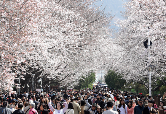 진해발 '벚꽃길' 제주 지나 강릉까지…전국 '분홍 물결' 시작(종합)