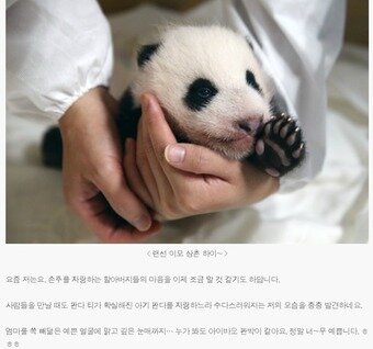 본문 이미지 - 아기판다 다이어리 1화(삼성물산 리조트 부문 블로그 갈무리)