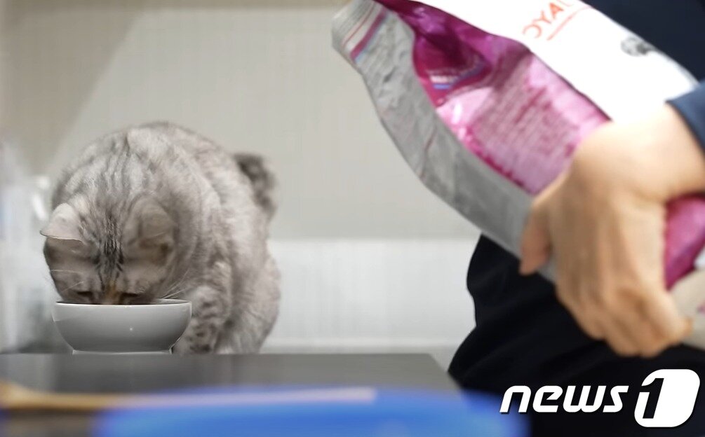 본문 이미지 - 사료로 신장 관리 중인 고양이 티티(크집사 유튜브 갈무리) ⓒ 뉴스1