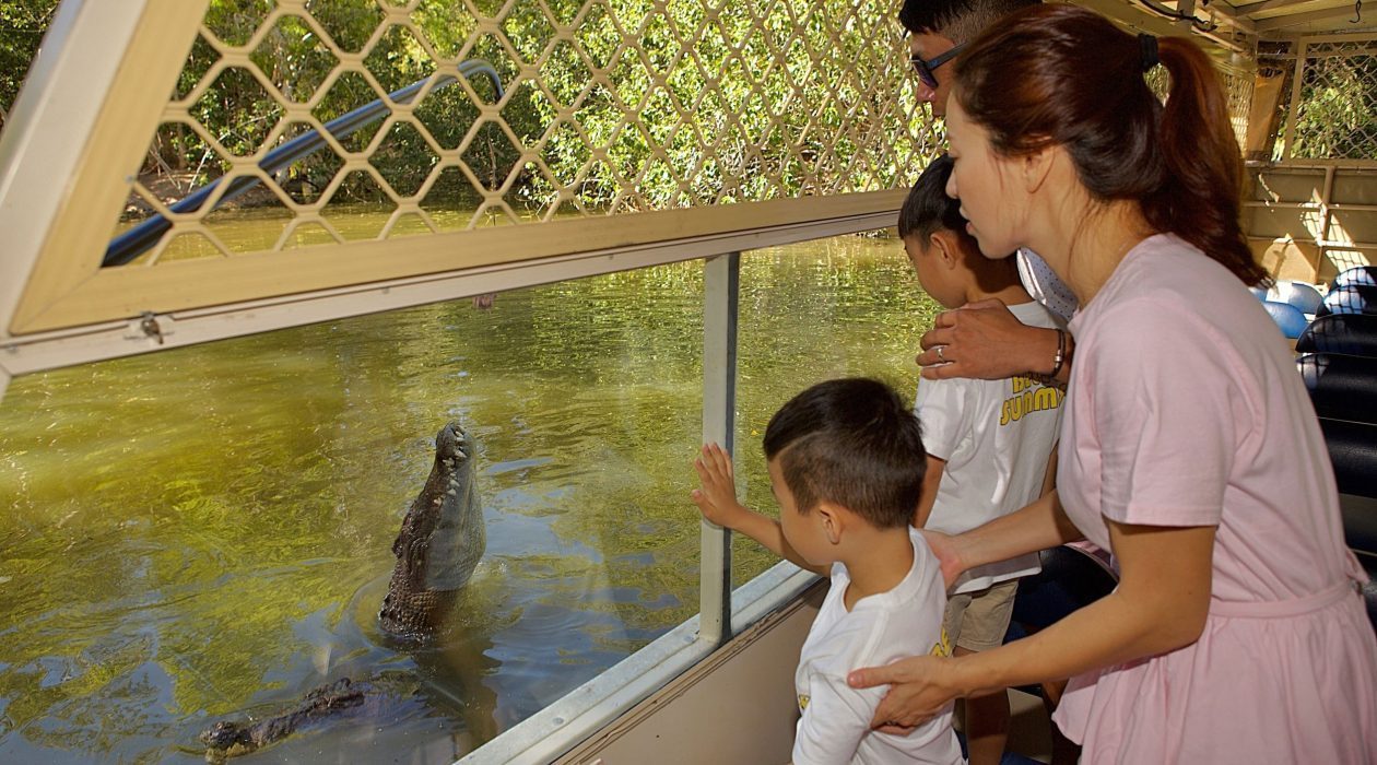 본문 이미지 - 가족여행객들이 하틀리 크로커다일 어드벤처에서 야생악어를 관람하고 있다. @호주 퀸즐랜드관광청
