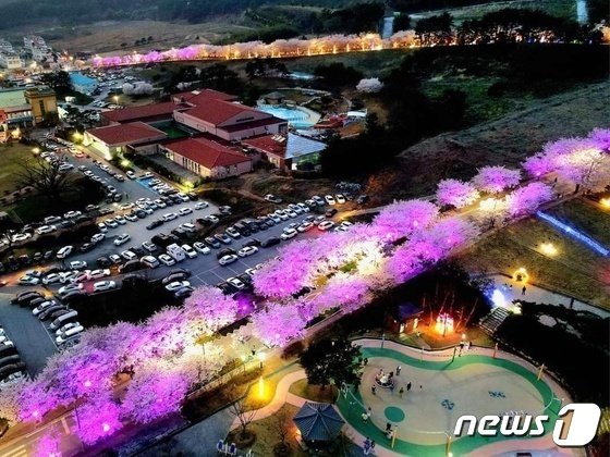 본문 이미지 - 제1회 고창벚꽃축제 야경(뉴스1/DB) 