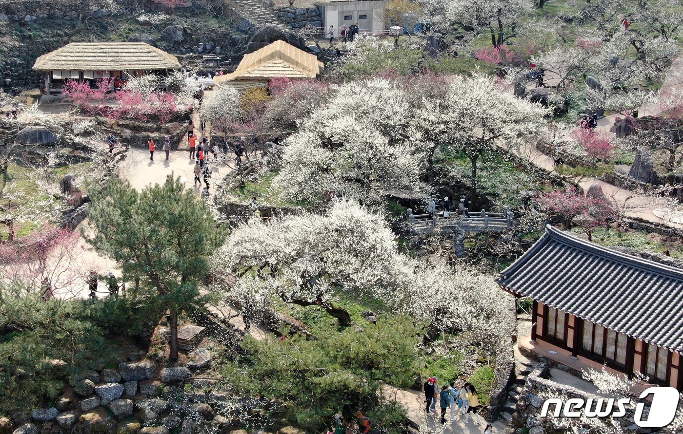 본문 이미지 - 광양매화축제가 개막한 8일 전남 광양시 매화마을을 찾은 상춘객들이 봄 기운을 만끽하고 있다. 광양매화축제는 섬진강변과 청매실농원을 중심으로 오는 이날부터 17일까지 열린다. 2024.3.8/뉴스1 ⓒ News1 김진환 기자