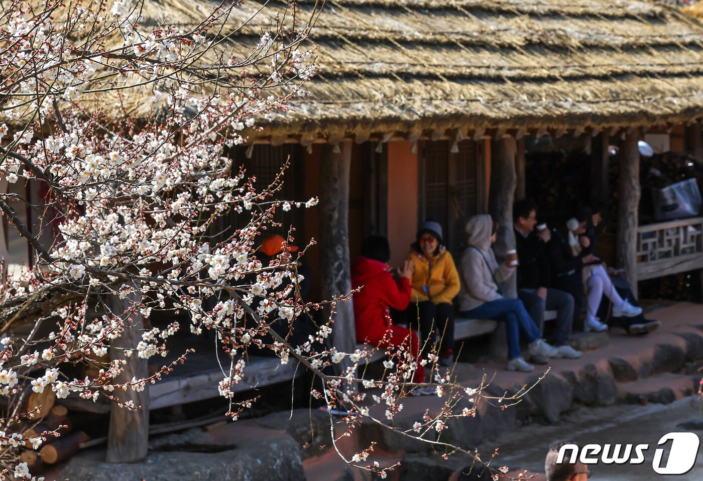 본문 이미지 - 광양매화축제가 개막한 8일 전남 광양시 매화마을을 찾은 상춘객들이 봄 기운을 만끽하고 있다. 광양매화축제는 섬진강변과 청매실농원을 중심으로 오는 이날부터 17일까지 열린다. 2024.3.8/뉴스1 ⓒ News1 김진환 기자