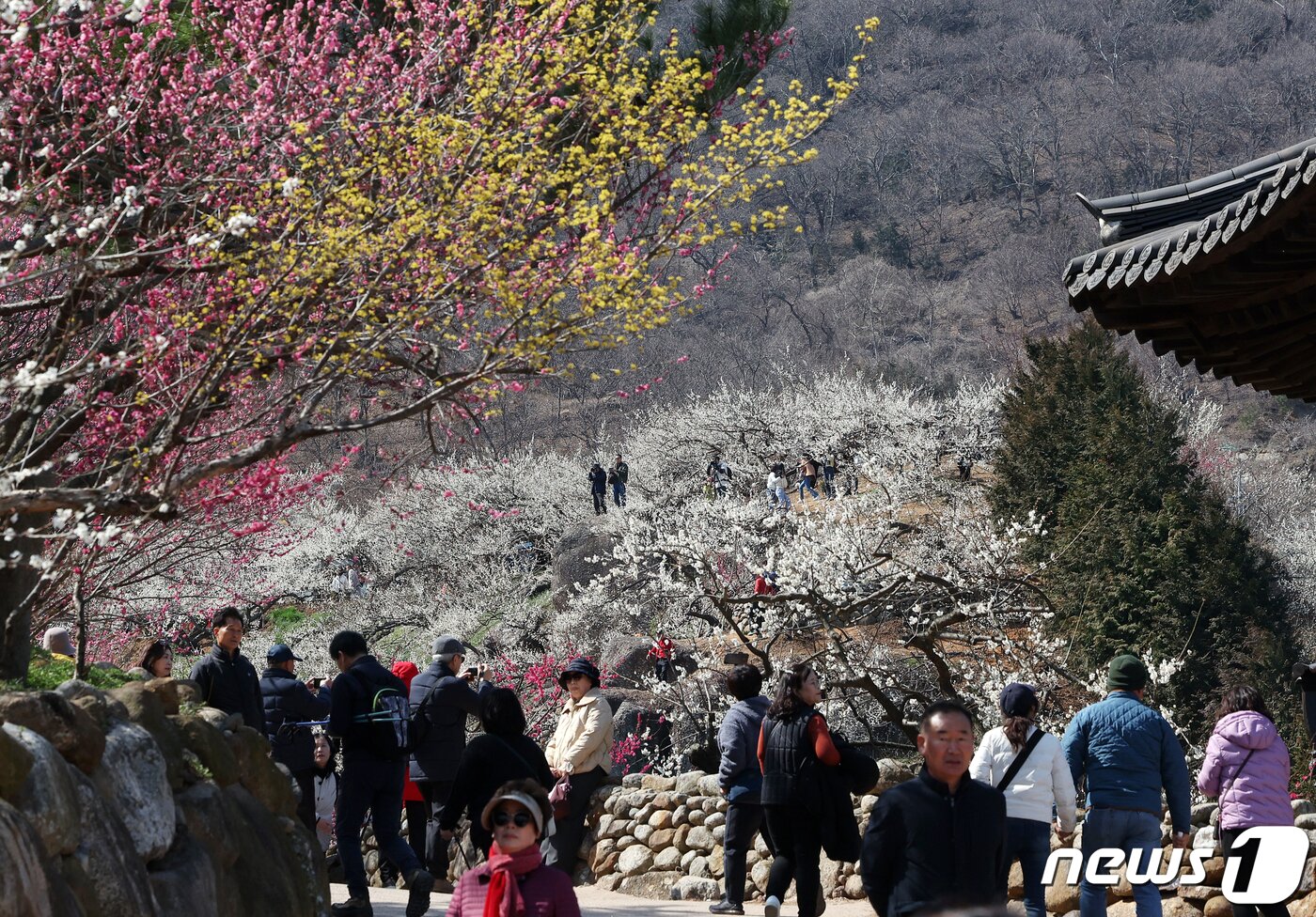 본문 이미지 - 광양매화축제가 개막한 8일 전남 광양시 매화마을을 찾은 상춘객들이 봄 기운을 만끽하고 있다. 광양매화축제는 섬진강변과 청매실농원을 중심으로 오는 이날부터 17일까지 열린다. 2024.3.8/뉴스1 ⓒ News1 김진환 기자