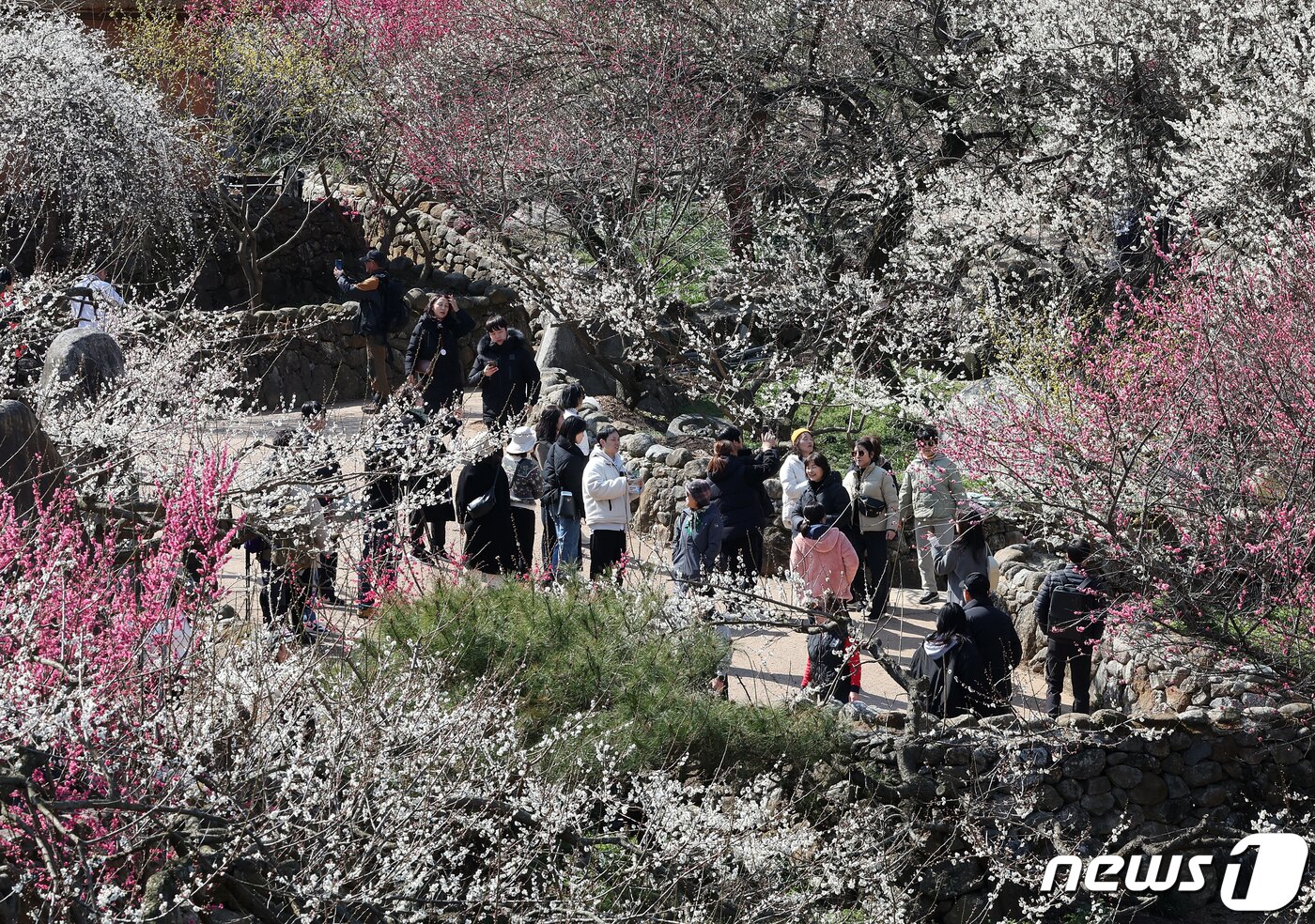 본문 이미지 - 광양매화축제가 개막한 8일 전남 광양시 매화마을을 찾은 상춘객들이 봄 기운을 만끽하고 있다. 광양매화축제는 섬진강변과 청매실농원을 중심으로 오는 이날부터 17일까지 열린다. 2024.3.8/뉴스1 ⓒ News1 김진환 기자
