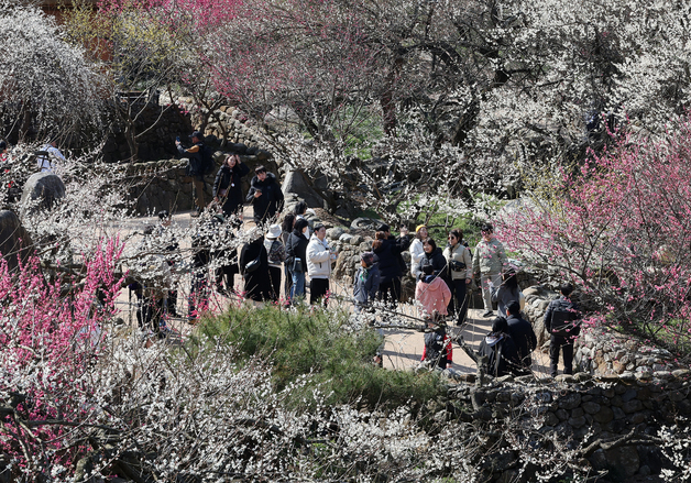 추워도, 포근해도 걱정…예측불허 개화 시기에 '지자체 축제' 속탄다