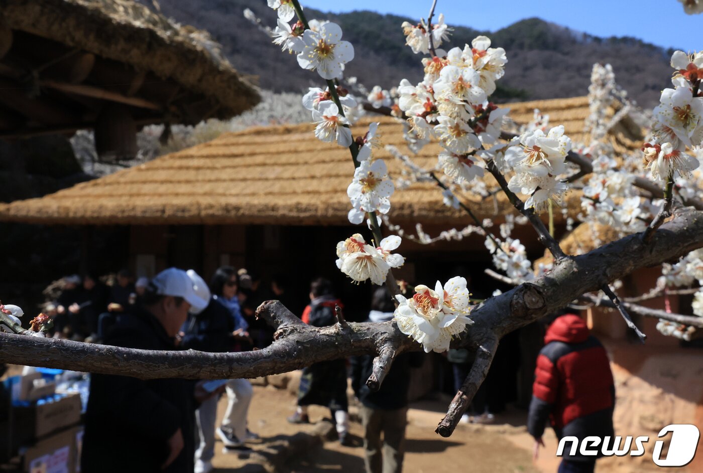 본문 이미지 - 광양매화축제가 개막한 8일 전남 광양시 매화마을을 찾은 상춘객들이 봄 기운을 만끽하고 있다. 광양매화축제는 섬진강변과 청매실농원을 중심으로 오는 이날부터 17일까지 열린다. 2024.3.8/뉴스1 ⓒ News1 김진환 기자