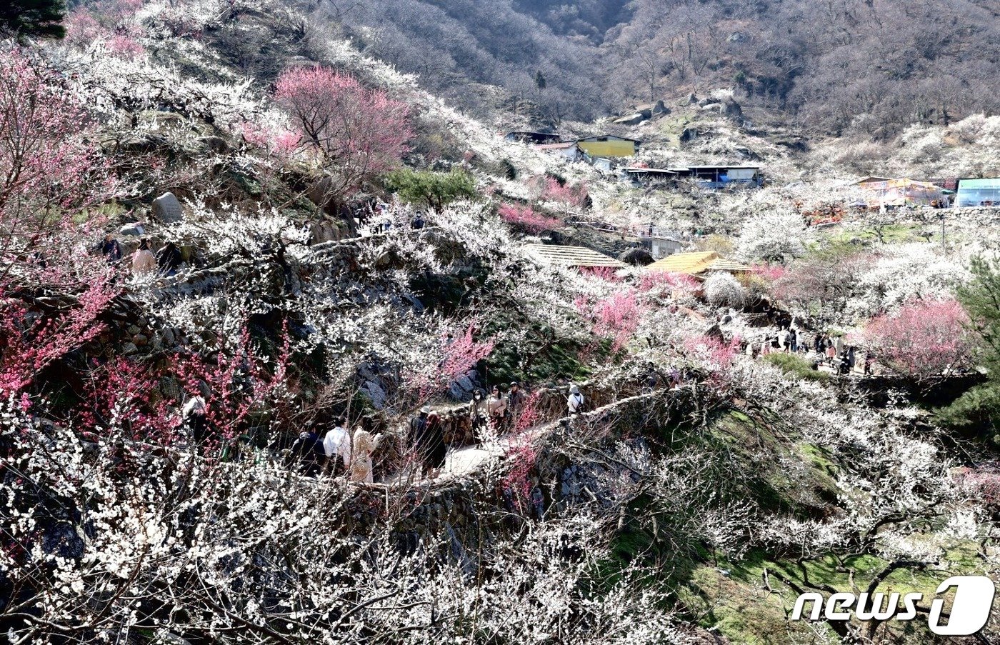 본문 이미지 - 8일 오후 2시 섬진강변 매화마을 인근에서 광양매화축제가 열흘간의 대장정에 돌입했다.(광양시 제공)2024.3.8/ 