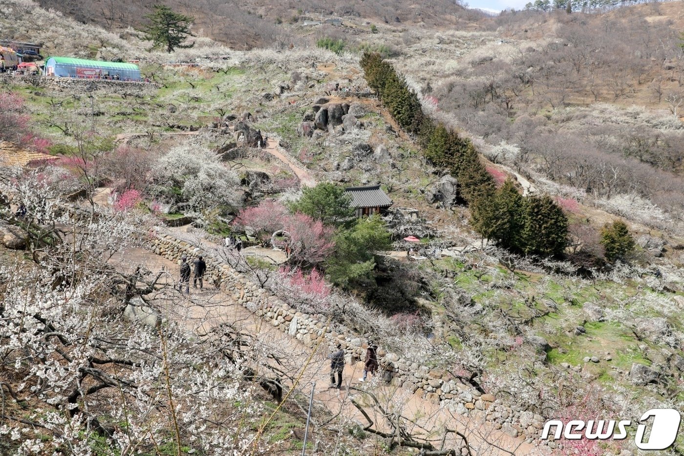 본문 이미지 - 8일 오후 2시 섬진강변 매화마을이 흰꽃, 붉은 매화꽃으로 물들어 있다.(광양시 제공)2024.3.8/  