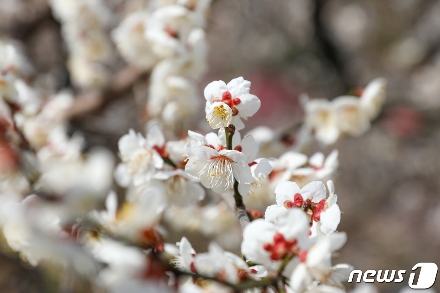 본문 이미지 - 매화축제가 열린 섬진강변 매화마을에 활짝핀 매화꽃(광양시 제공)2024.3.8/ 