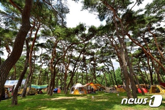 지난해 충북 영동군 양산면 송호관광지내 캠핑장 모습&#40;영동군 제공&#41; /뉴스1 