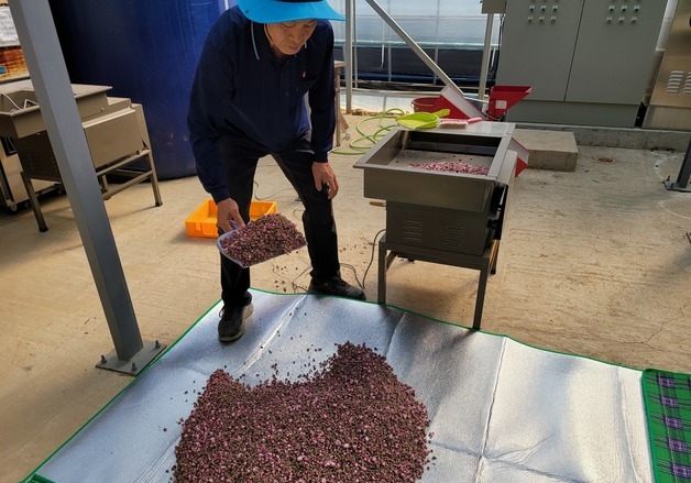 과수 결실 돕는 '꽃가루은행'…옥천군 농업인 무료 이용