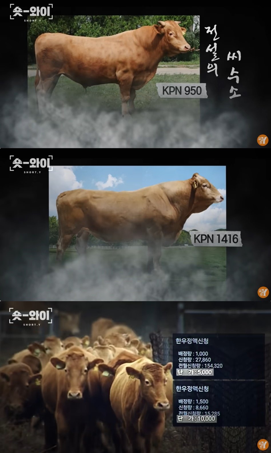 본문 이미지 - (SBS '궁금한 이야기Y' 갈무리)