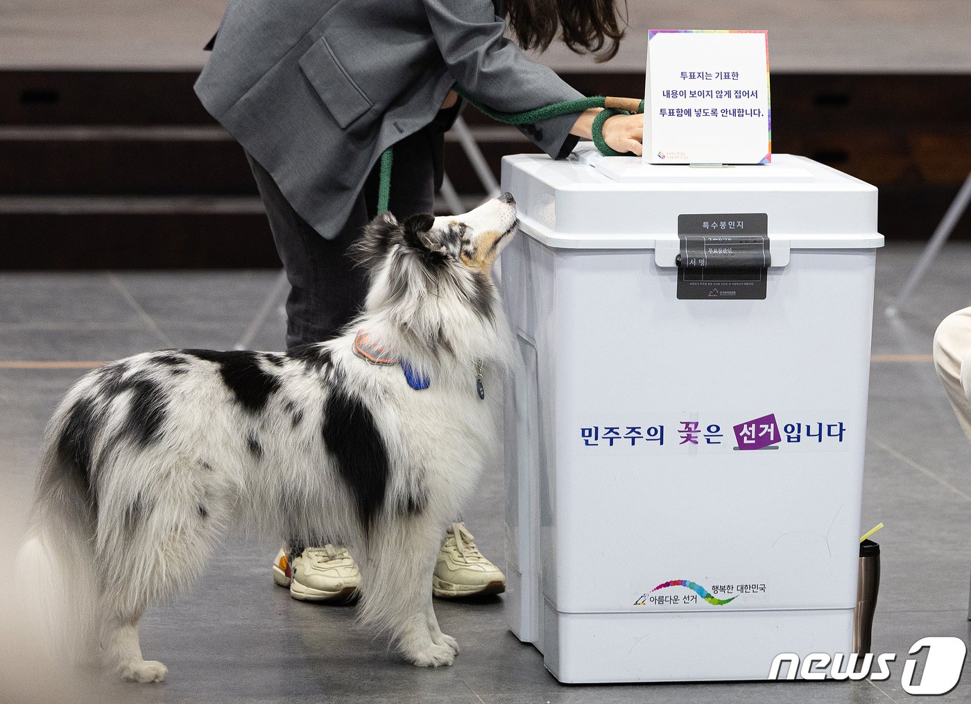 본문 이미지 - 제22대 국회의원선거 투표일인 10일 오전 서울 용산구 중부기술교육원에 마련된 한남동 제3투표소에서 반려견이 유권자를 기다리고 있다. 2024.4.10/뉴스1 ⓒ News1 이재명 기자