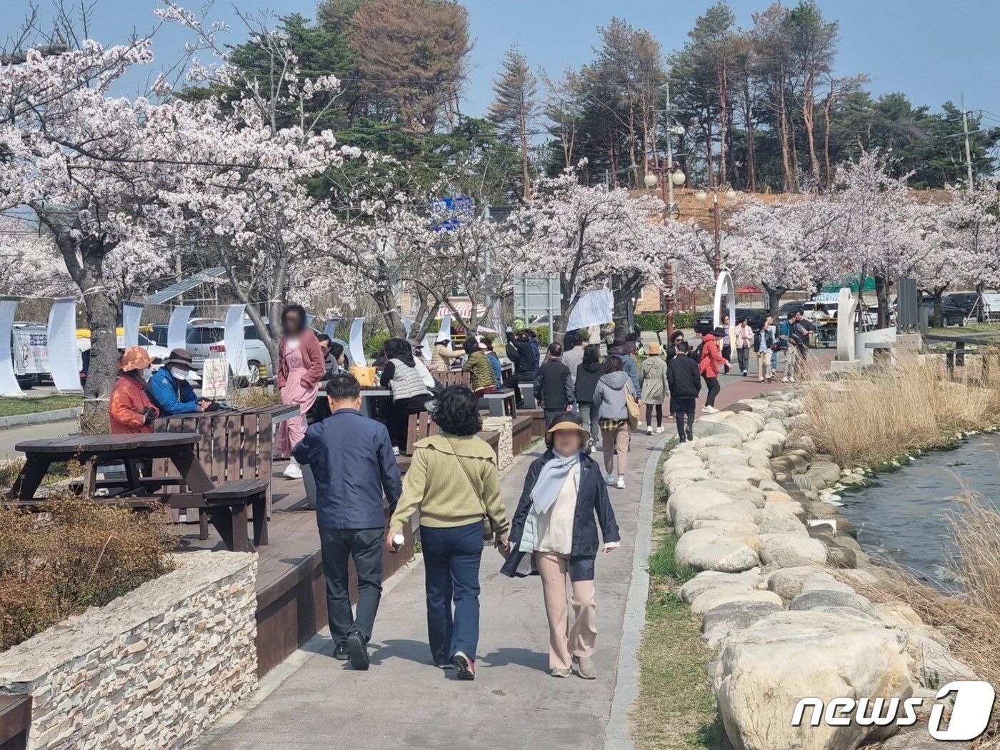 제22대 국회의원 총선거 본투표일인 10일 벚꽃이 만개한 강원 강릉 경포벚꽃축제장이 나들이객으로 북적이고 있다. 2024.4.10/뉴스1 ⓒ News1 윤왕근 기자