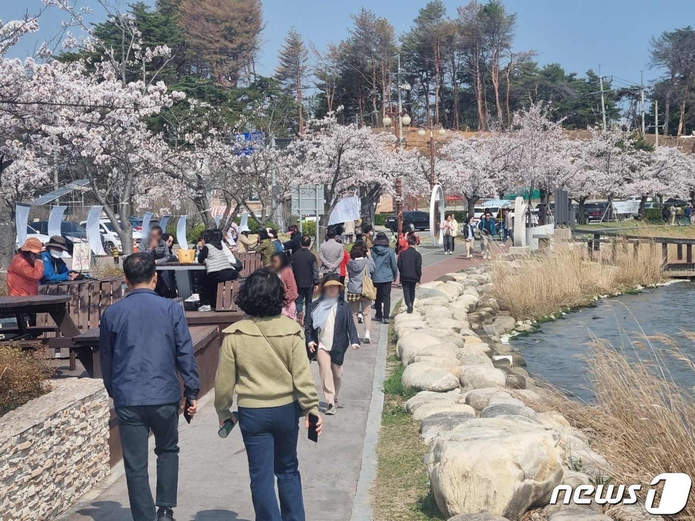 제22대 국회의원 총선거 본투표일인 10일 벚꽃이 만개한 강원 강릉 경포벚꽃축제장이 나들이객으로 북적이고 있다. 2024.4.10/뉴스1 ⓒ News1 윤왕근 기자