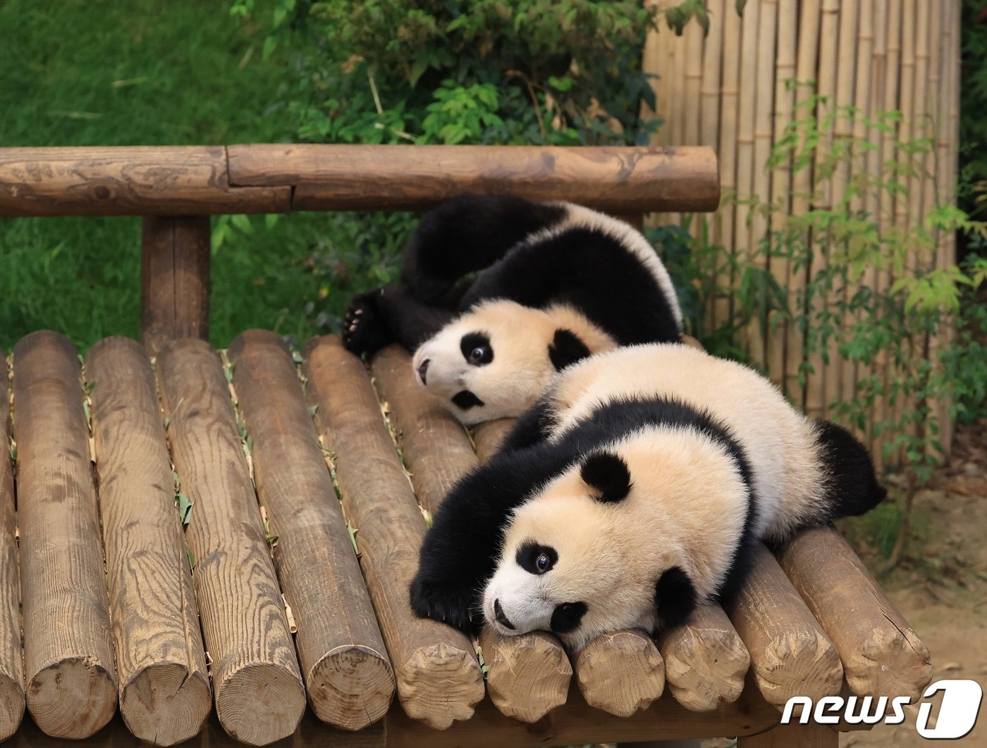 본문 이미지 - 에버랜드가 쌍둥이 아기판다 루이바오(위)와 후이바오의 일반공개 100일을 맞아 12일 근황을 공개했다.  (삼성물산 리조트부문 제공) /뉴스1
