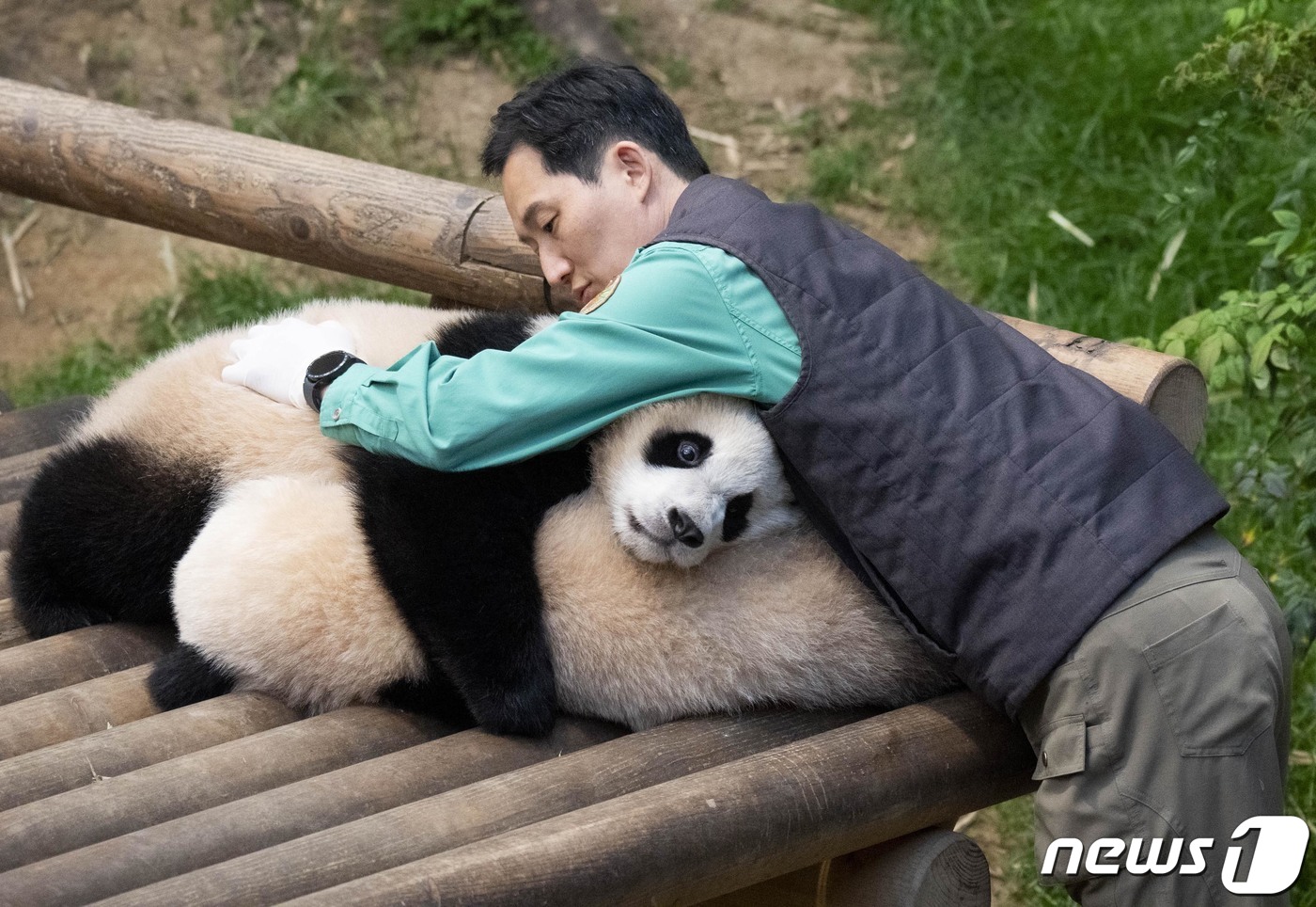 (서울=뉴스1) = 에버랜드가 쌍둥이 아기판다 루이바오(아래)와 후이바오(위)의 일반공개 100일을 맞아 12일 근황을 공개했다.지난해 7월 7일 각각 몸무게 180g, 140g으 …