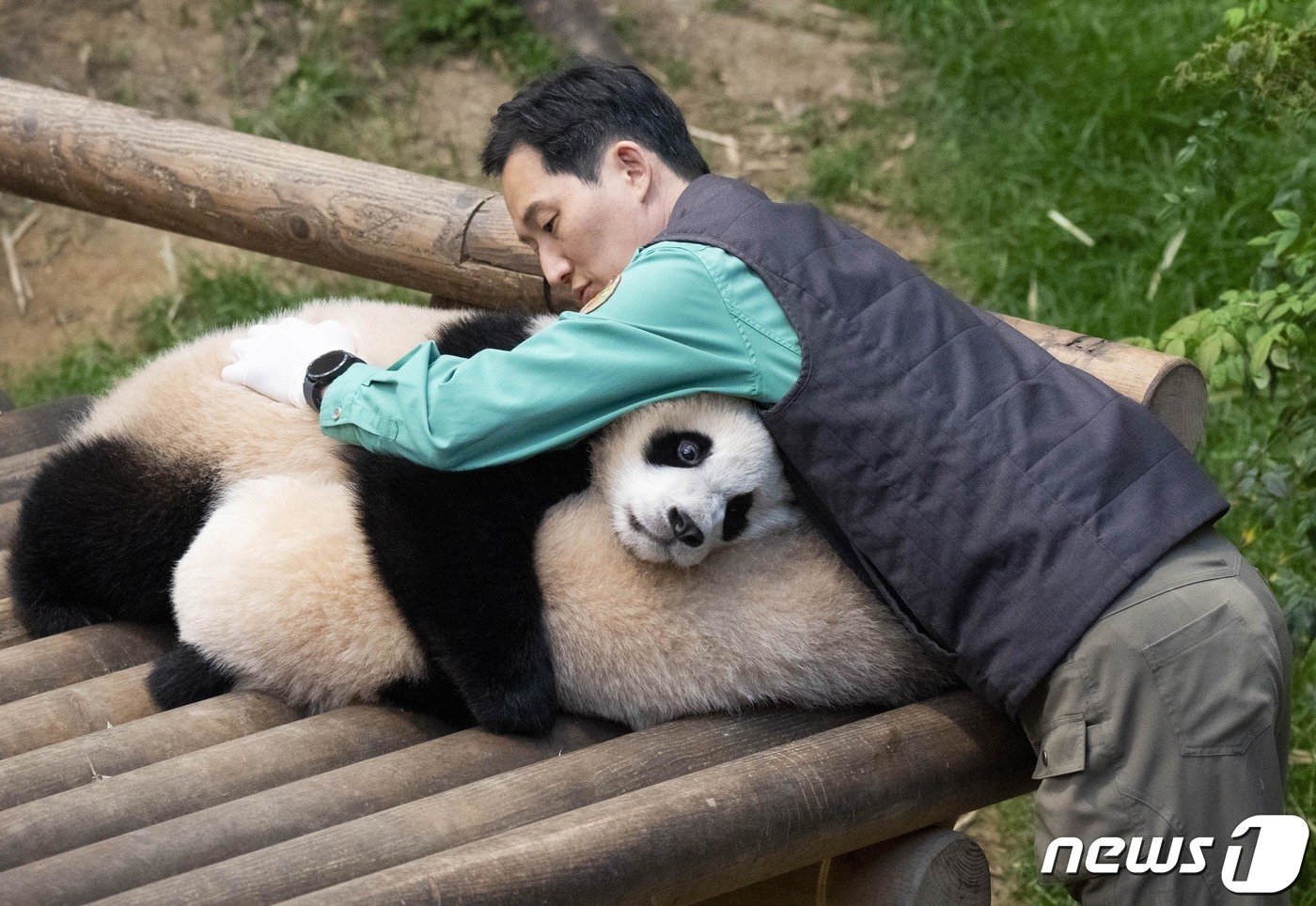 본문 이미지 - 에버랜드가 쌍둥이 아기판다 루이바오(아래)와 후이바오(위)의 일반공개 100일을 맞아 12일 근황을 공개했다. 지난해 7월 7일 각각 몸무게 180g, 140g으로 태어난 아기판다들은 엄마 아이바오와 사육사들의 극진한 보살핌 속에 생후 8개월만에 몸무게 25kg을 돌파하며 약 150배나 폭풍 성장했다. 사진은 송영관 사육사와 함께한 쌍둥이 판다. (삼성물산 리조트부문 제공) 2024.4.12/뉴스1
