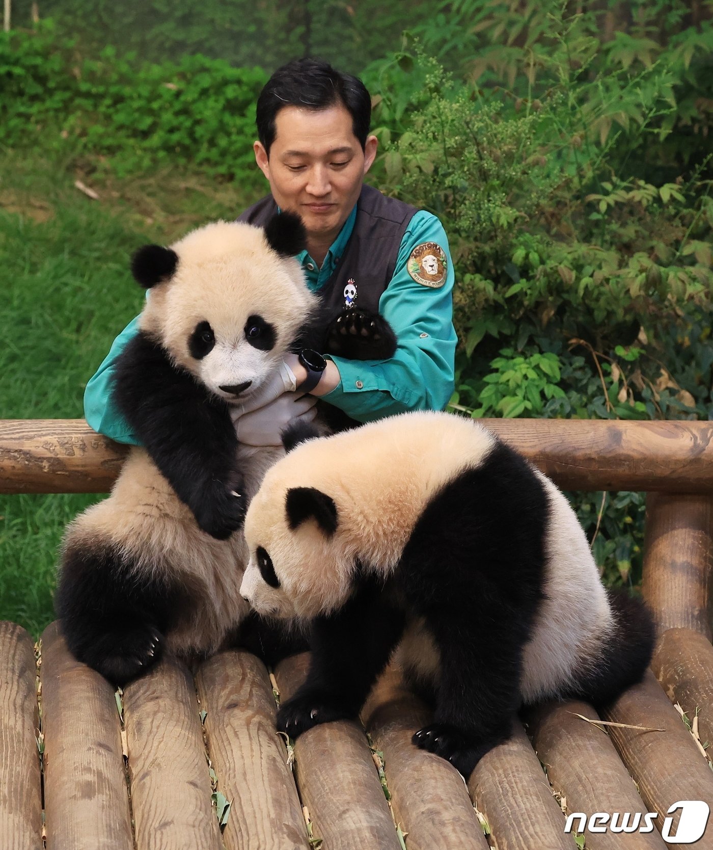 본문 이미지 - 에버랜드가 쌍둥이 아기판다 루이바오(오른쪽)와 후이바오의 일반공개 100일을 맞아 근황을 공개했다.  사진은 송영관 사육사와 함께한 쌍둥이 판다. (삼성물산 리조트부문 제공) /뉴스1