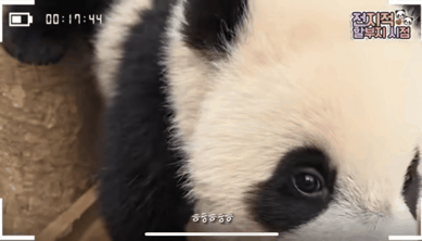 본문 이미지 - 에버랜드가 유튜브를 통해 전한 루이바오와 후이바오의 모습.(에버랜드 유튜브 말하는동물원 뿌빠TV 갈무리)