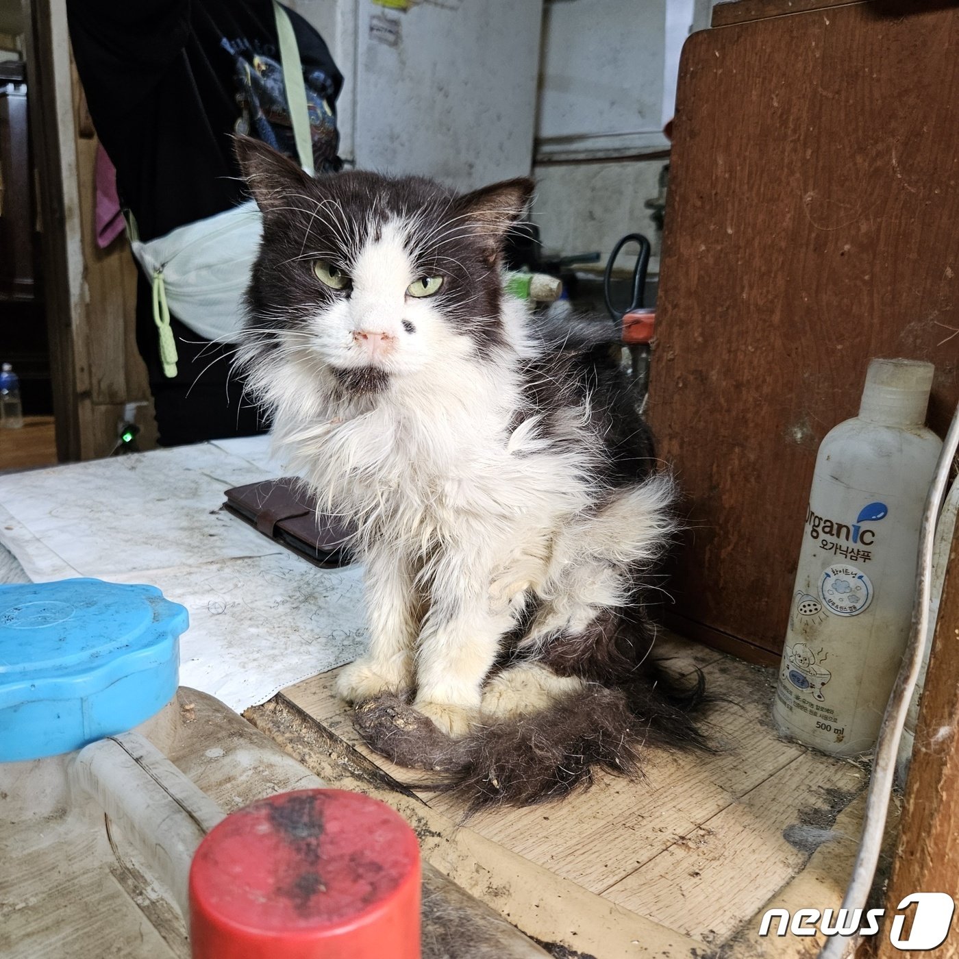 남양주의 한 번식장에서 구조한 고양이&#40;나비야사랑해 제공&#41; ⓒ 뉴스1