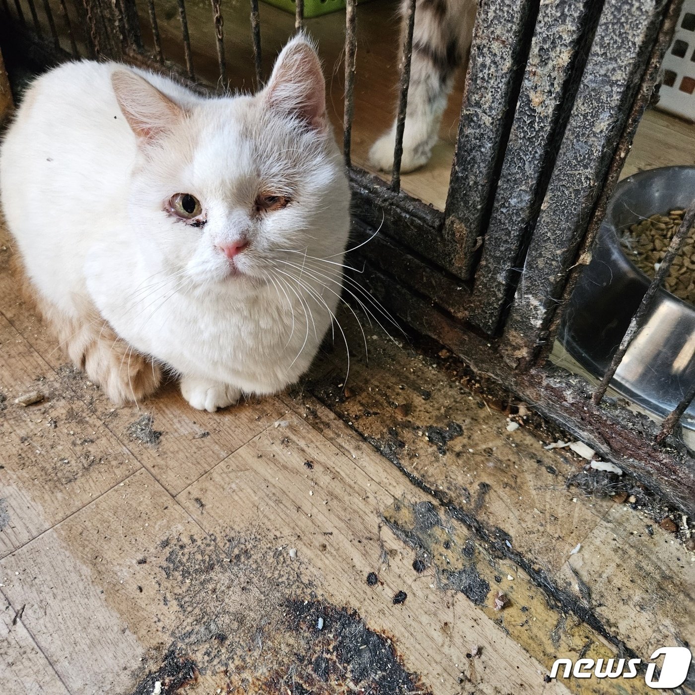 남양주의 한 번식장에서 구조한 고양이&#40;나비야사랑해 제공&#41; ⓒ 뉴스1