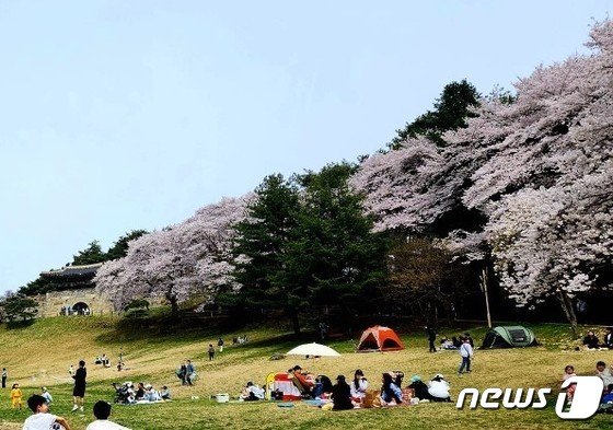 벚꽃이 만개한 청주 상당산성. &#40;독자제공&#41; /뉴스1