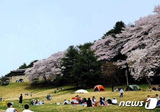 본문 이미지 - 벚꽃이 만개한 청주 상당산성.(독자제공)/뉴스1