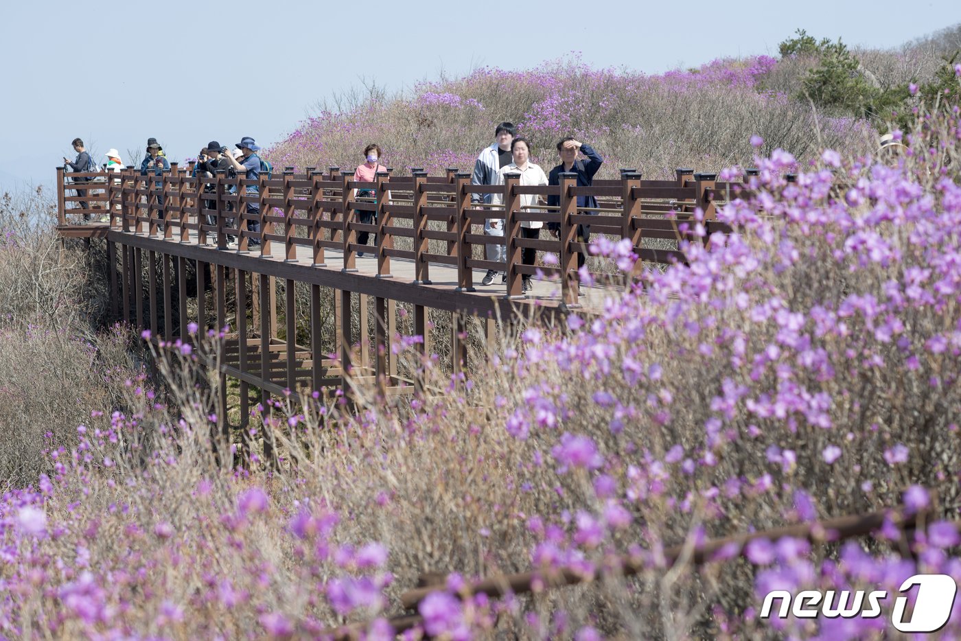 대구 비슬산을 찾은 시민들이 참꽃을 보며 주말 나들이를 즐기고 있다.  2024.4.14/뉴스1 ⓒ News1 이성덕 기자