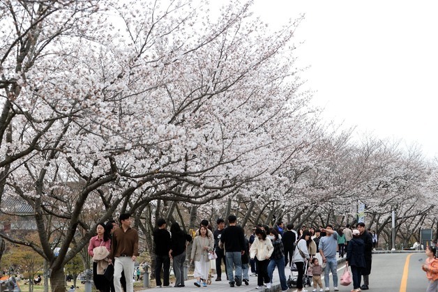 영암군 "조훈현배 어린이 바둑왕전, 벚꽃마라톤대회 개최"