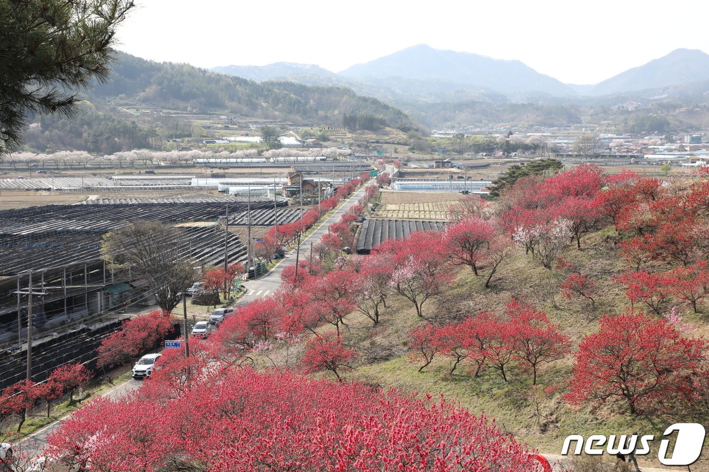 남일면 홍도마을에 곱게 핀 홍도화 모습.&#40;금산군 제공&#41;/ 뉴스1 ⓒ News1 