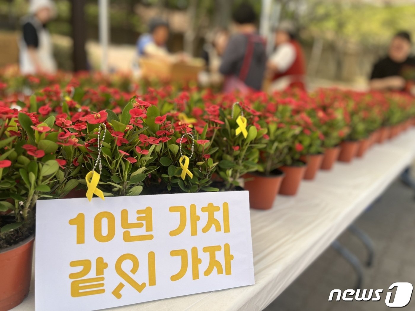 본문 이미지 - 14일 안산 단원고 앞에서는 세월호 10주기를 앞두고 꽃기린 화분 나눔 행사가 진행됐다. / 뉴스1 박혜연 기자 