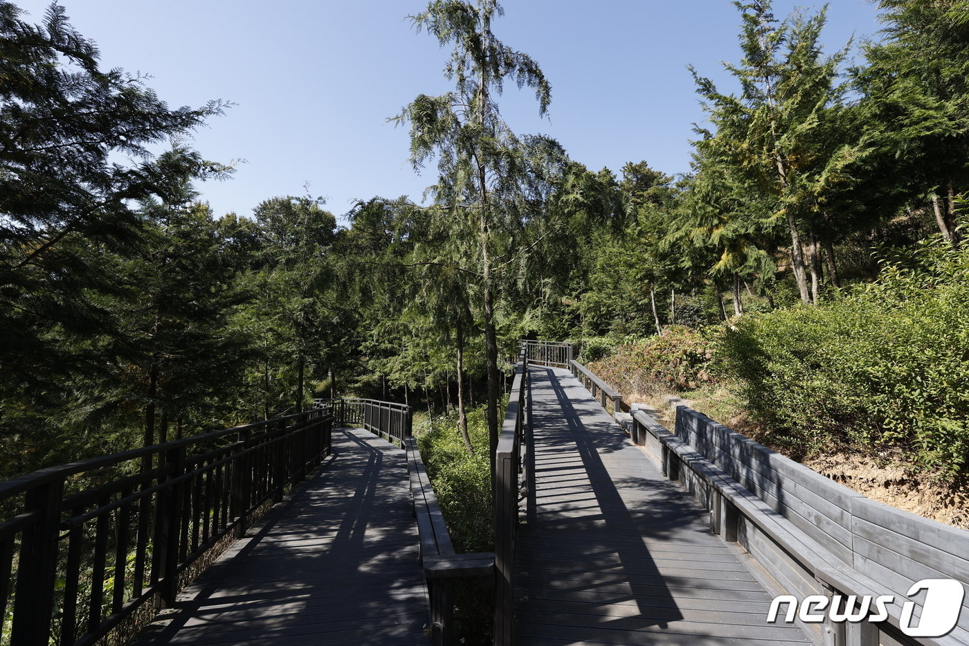 서울 은평구가 편백 무장애숲길을 9.8km로 확대 조성한다.&#40;은평구 제공&#41;