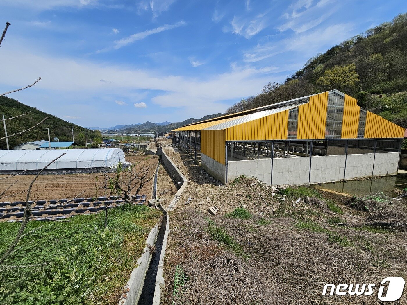 본문 이미지 - 전남 장성군 동화면 월전마을에 조성 중인 노란 지붕의 소 축사. 기존 돼지 축사를 폐업하고 업종 전환 중 분뇨 냄새를 이유로 주민들의 반대에 부딪혀 공사가 중단된 상태다.2024.4.17./뉴스1 ⓒ News1 서충섭 기자
