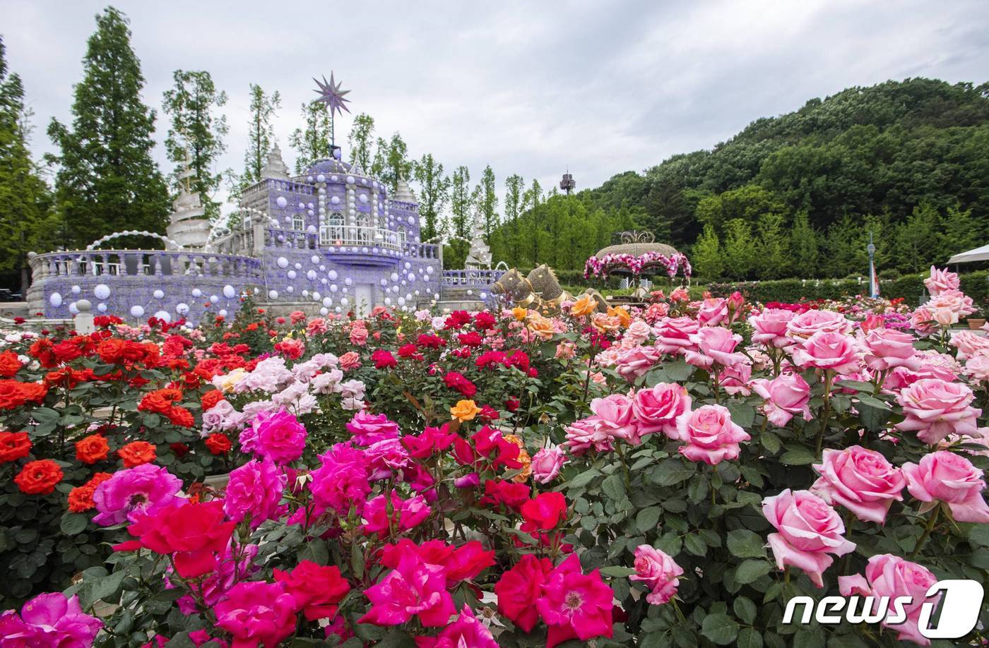본문 이미지 - 대한민국 꽃축제가 시작된  '장미원'(에버랜드 제공)
