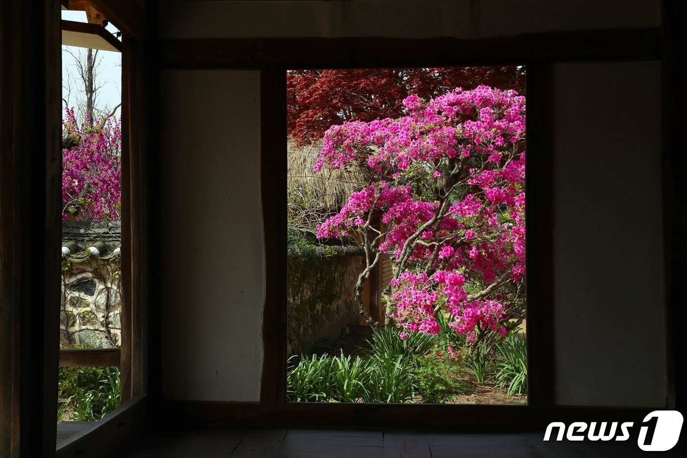 본문 이미지 -  고택 내부에서 바라본 영산홍(정읍시 제공)2024.4.18/뉴스1