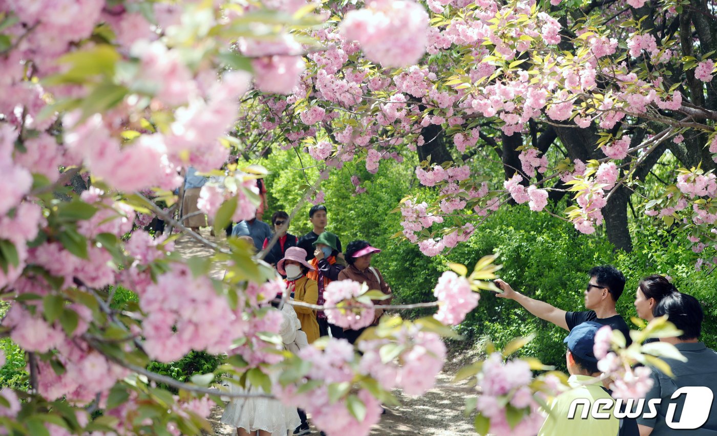 18일 전북자치도 전주시 완산공원 꽃동산이 꽃구경을 나온 상춘객들로 북적이고 있다. 2024.4.18/뉴스1 ⓒ News1 유경석 기자