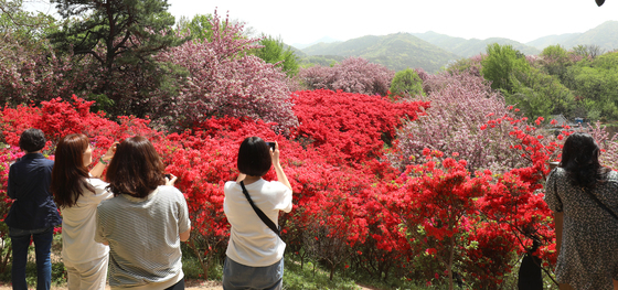봄 꽃 만개 앞둔 '완산공원 꽃동산'…전주시 완산구, 종합대책 추진