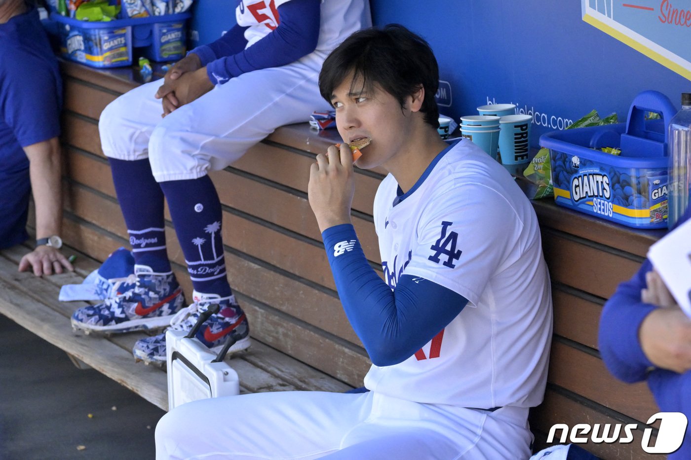 본문 이미지 - 17일(현지시간) 미국 프로야구팀 LA 다저스의 지명타자 오타니 쇼헤이가 경기 중 더그아웃에서 대기하며 간식을 섭취하고 있다. 2024.04.17 ⓒ 로이터=뉴스1 ⓒ News1 정지윤 기자