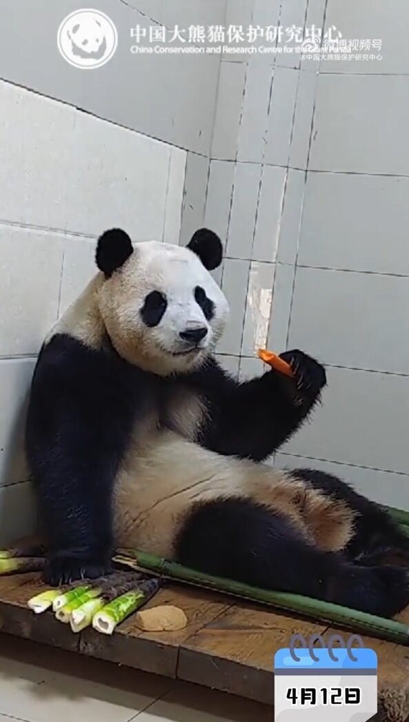 본문 이미지 - 17일(현지시간) 중국판다보호연구센터가 '푸바오'의 근황을 공개했다. 2024.04.17/ (중국판다보호연구센터 웨이보 캡처)