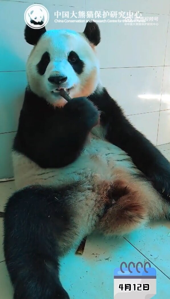 본문 이미지 - 17일(현지시간) 중국판다보호연구센터가 '푸바오'의 근황을 공개했다. 2024.04.17/ (중국판다보호연구센터 웨이보 캡처)