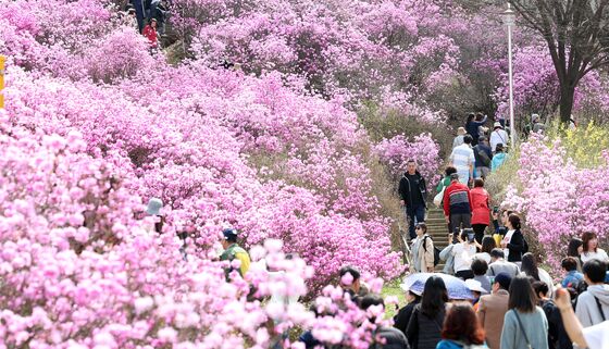 부천 '원미산 진달래 축제'취소…"산불 예방 위해"
