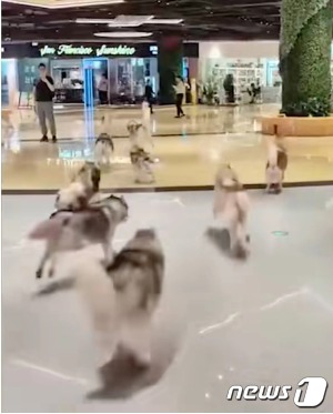 개들이 쇼핑센터로 들어서고 있는 모습